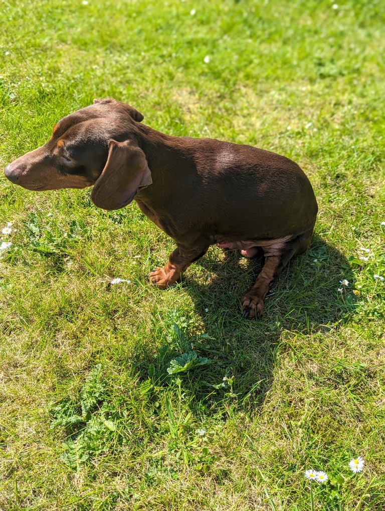 Dachshund 