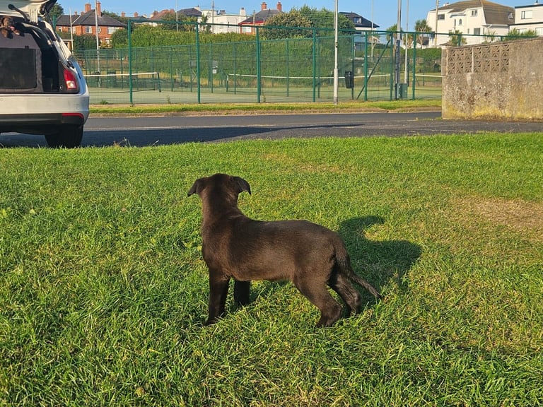 German Shepherd/Cane Corso 