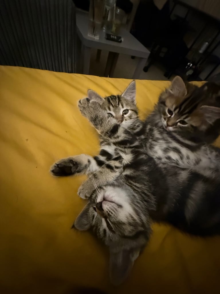 Beautiful 2-Month-Old Tabby Kittens Looking for Loving Homes