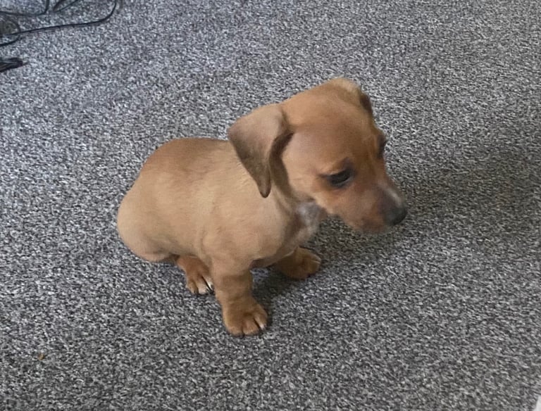 jack russell x daschounds 