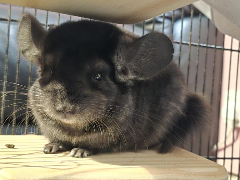 Female chinchilla 