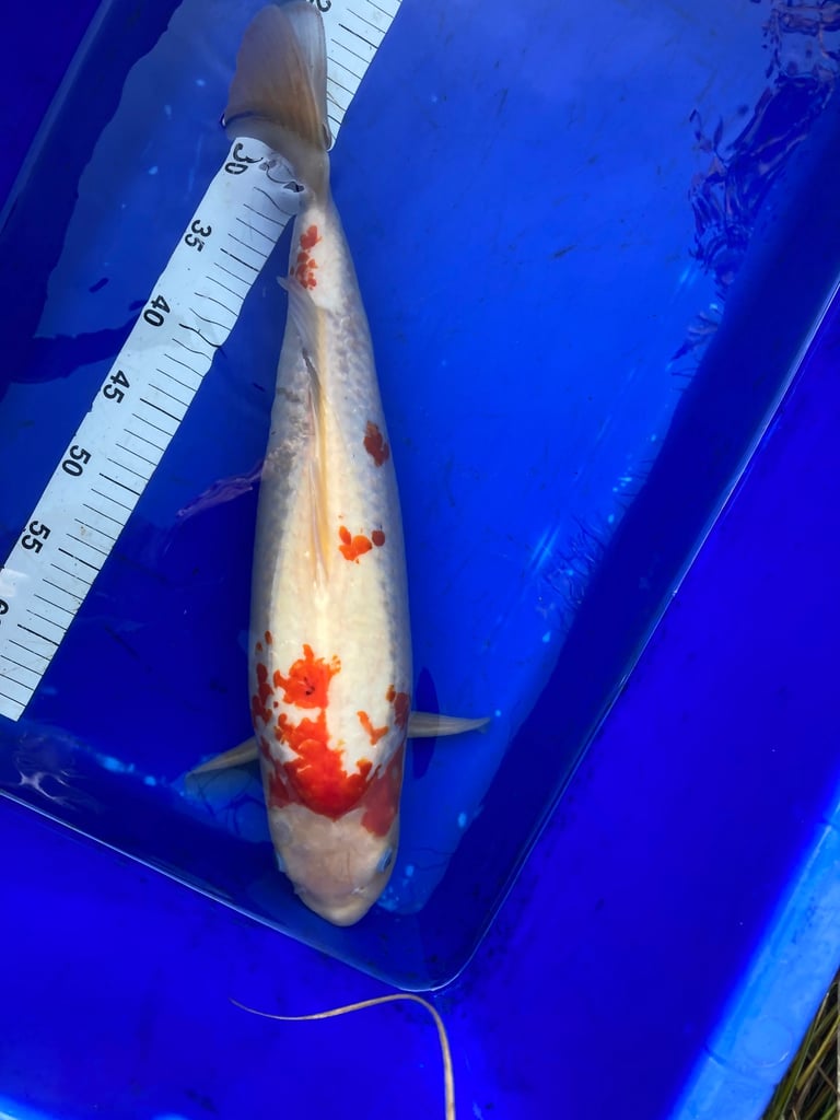 image for Japanese koi 