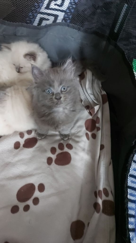 Ragdoll kittens 9 weeks