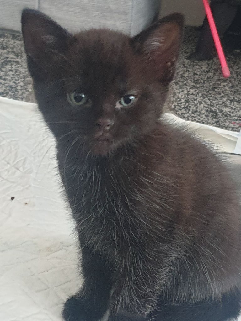 Adorable kittens 