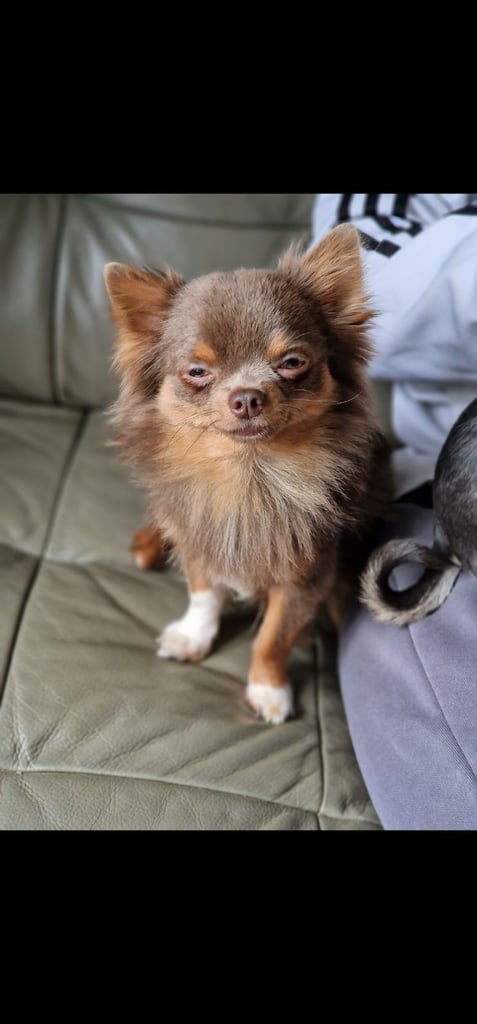 4yr old and  3 year old chihuahuas *MUST GO TOGETHER* 