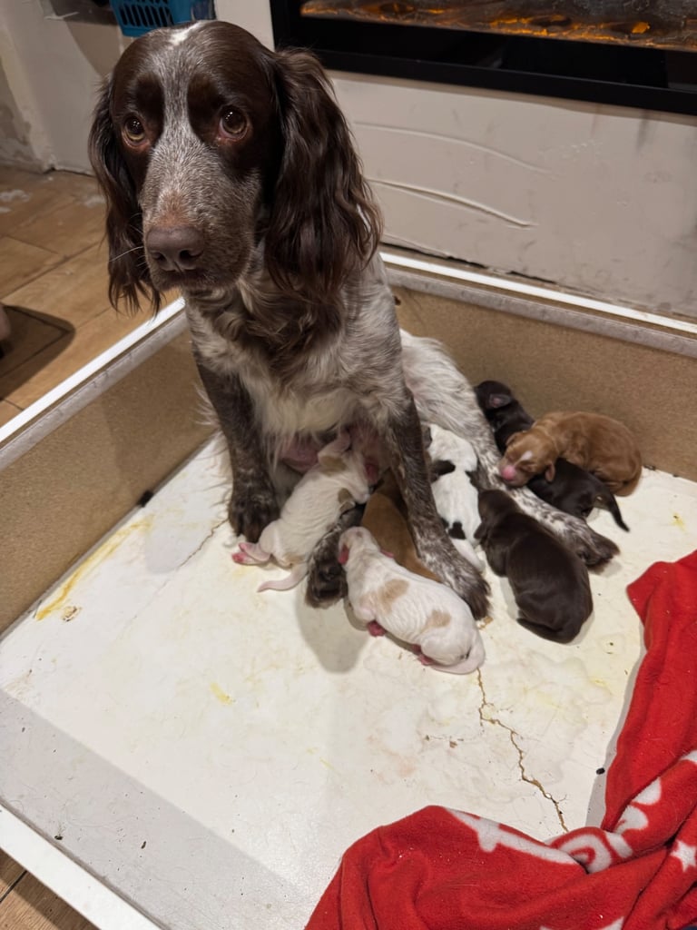 image for Cocker spaniel puppies 