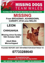 Missing stolen chihuahua 