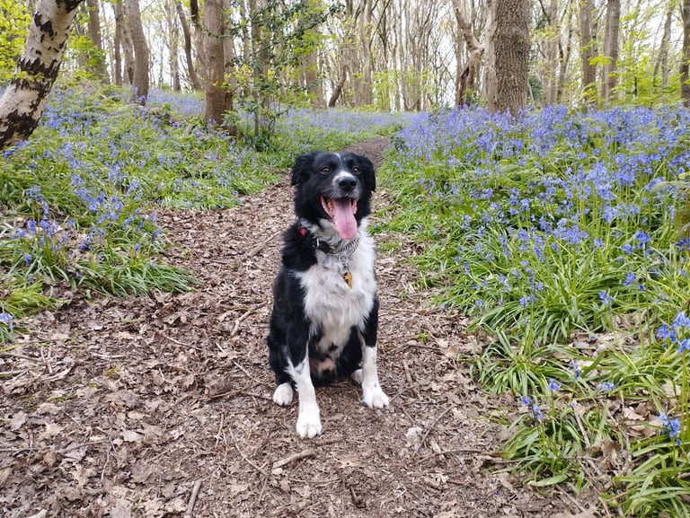 Border collie needs rehoming.
