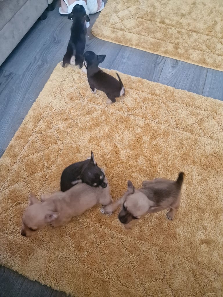 5 chihuahuas