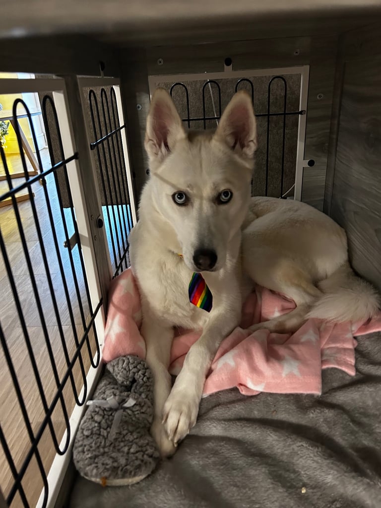 White short hair Siberian Husky  