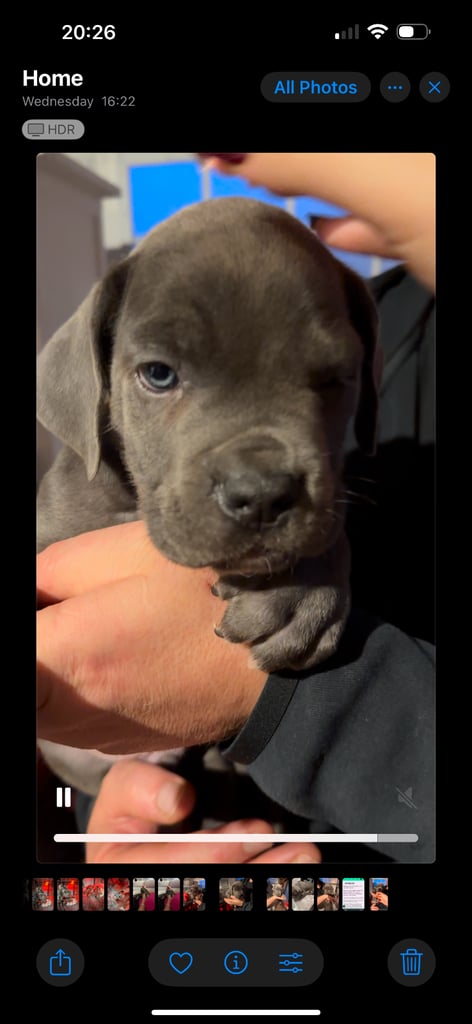 Elite Champion Bloodline Cane Corso puppies