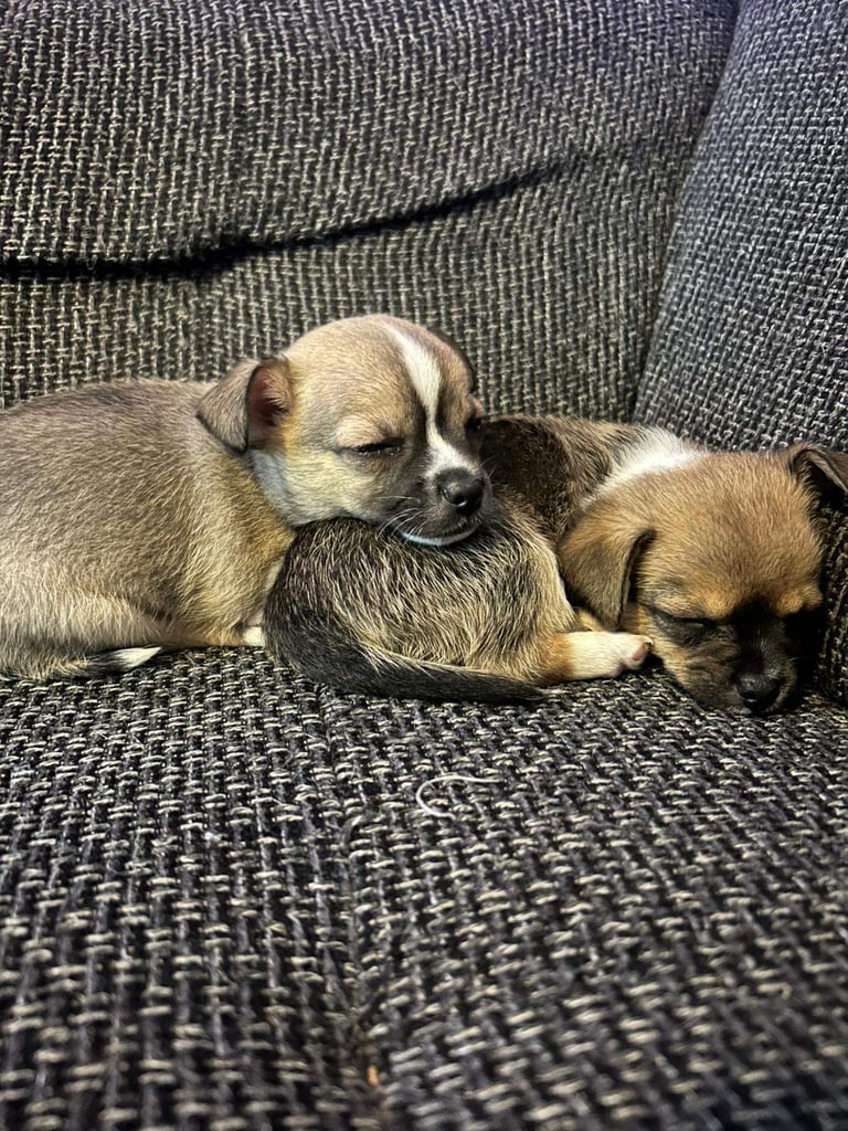 3/4 Chihuahua 1/4 Jack Russell Puppies for sale