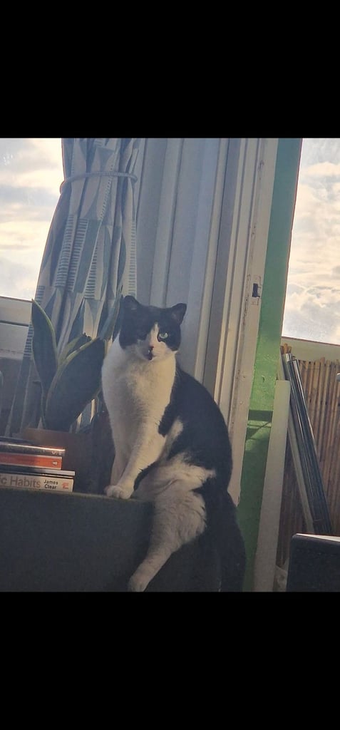 3 cats to be rehomed this weekend