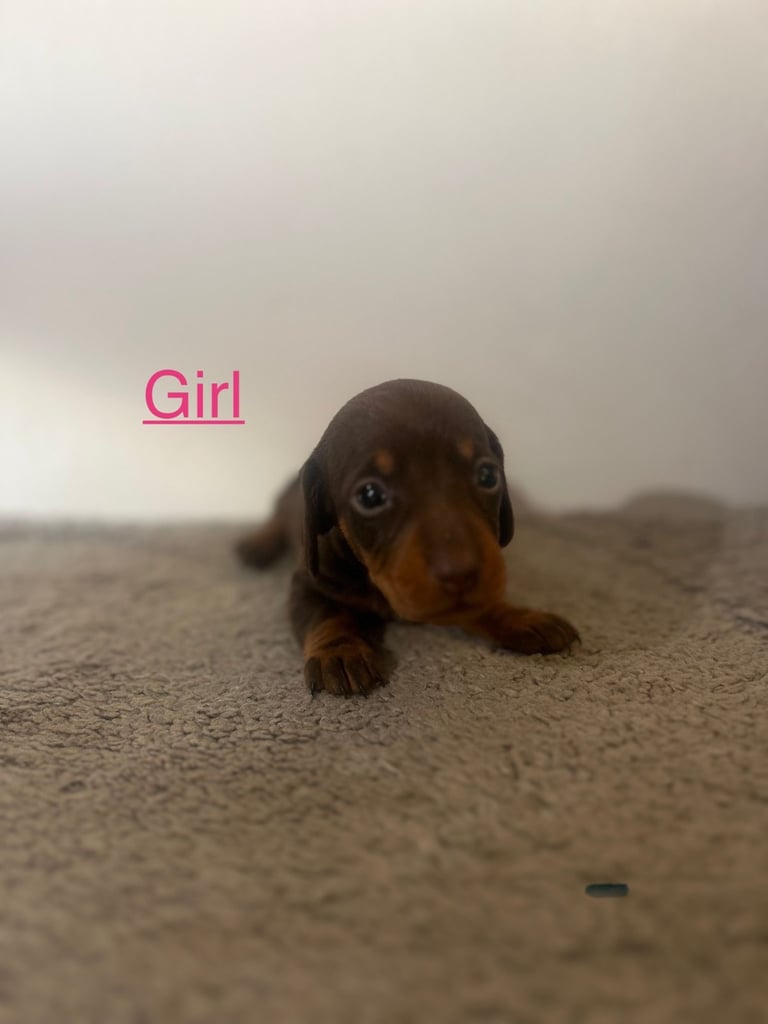 image for Beautiful miniature dachshunds