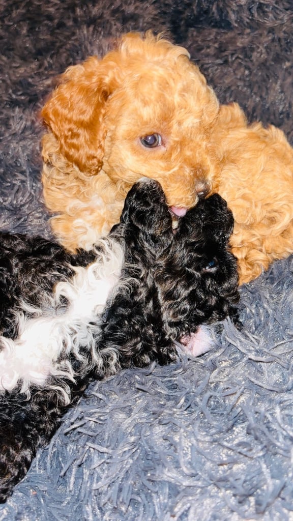 F2B cavapoo puppies ready to leave 