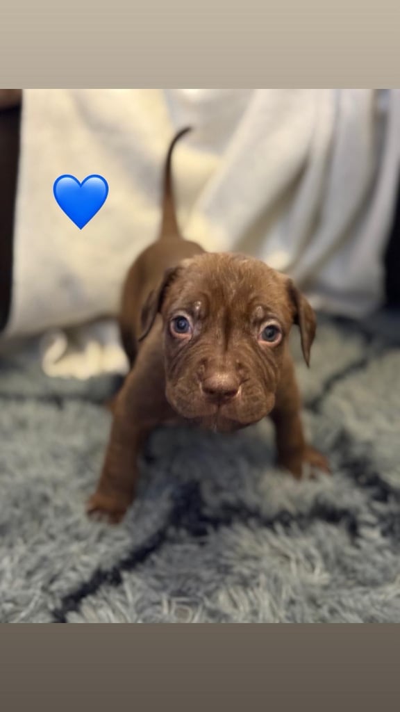 Cane Corso Puppies