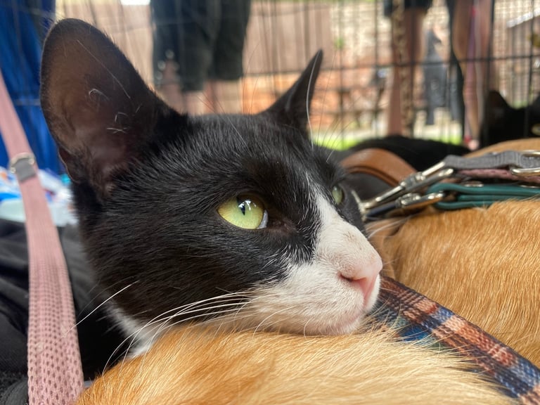 Lovely young cats looking for forever family 