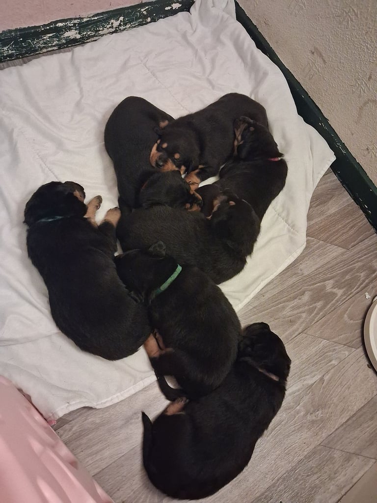 Boarder Rottie pups