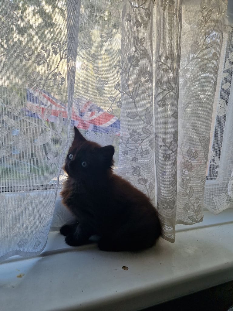 Kittens