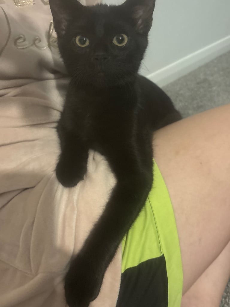 Reduced from £60 Beautiful cats for sale 