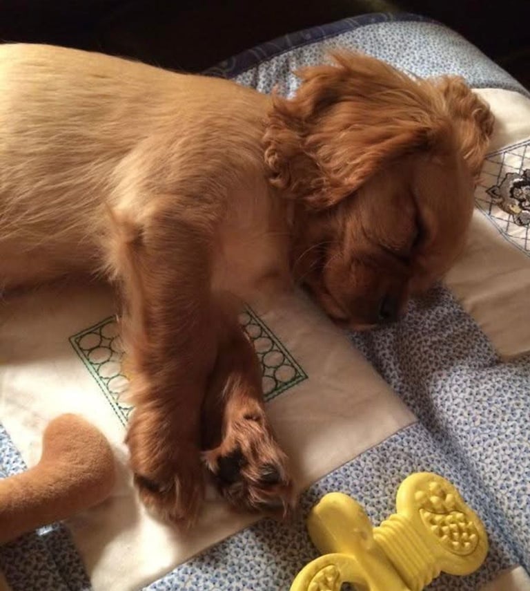 “Cookie” cavalier King Charles spaniel 