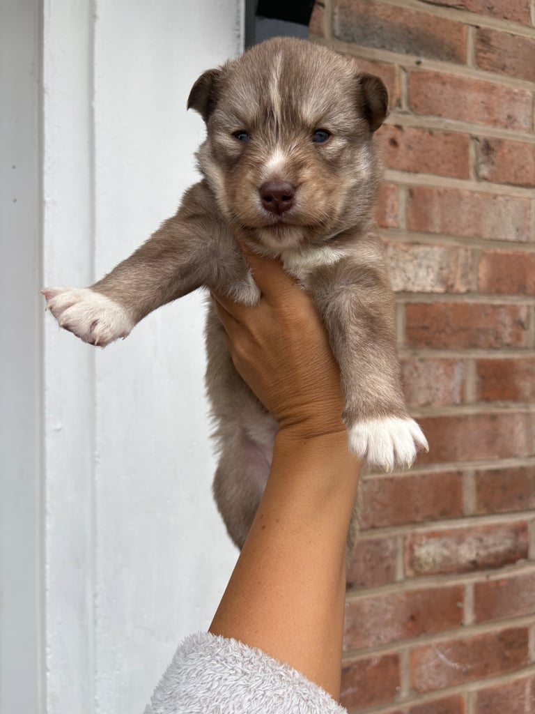 Pedigree Siberian Husky Puppies 3 GIRLS LEFT!!