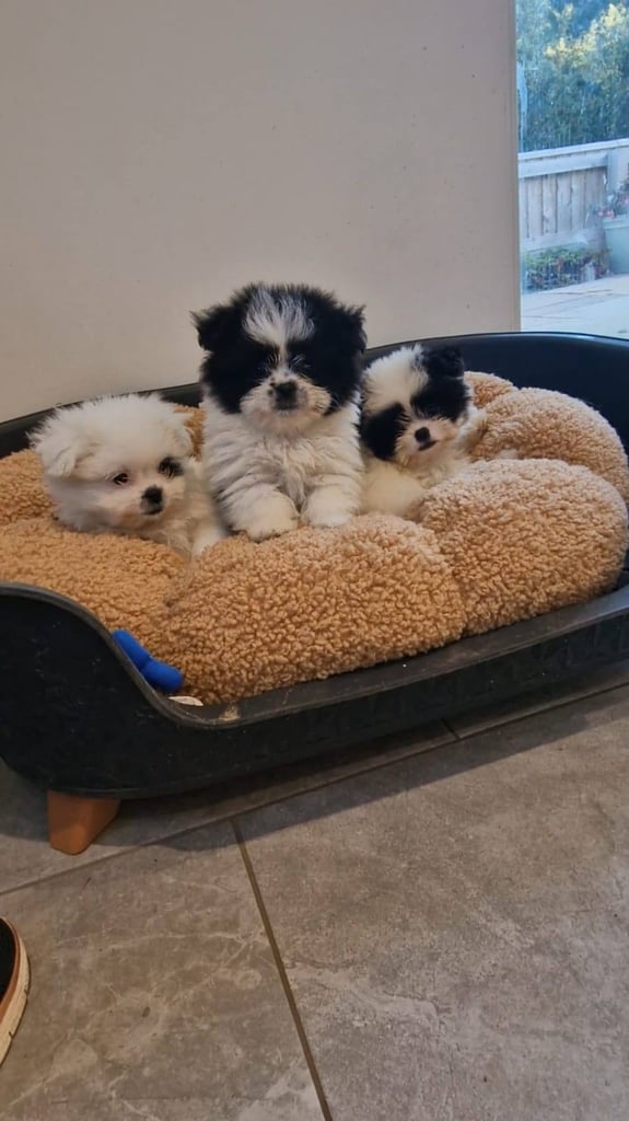 Ready Now 3 Girls. Pomeranian x shitzu health check. 1st vacination.  