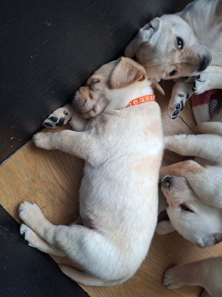 Puppy male ready for his new home