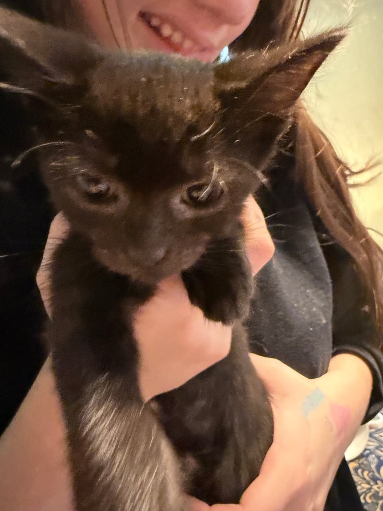 Kittens