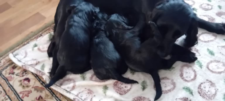 KC REGISTERED  COCKER SPANIELS 