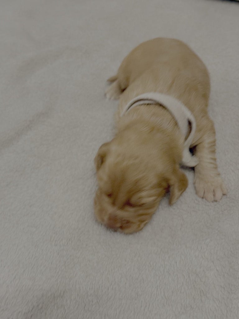 Cocker spaniel puppies for sale