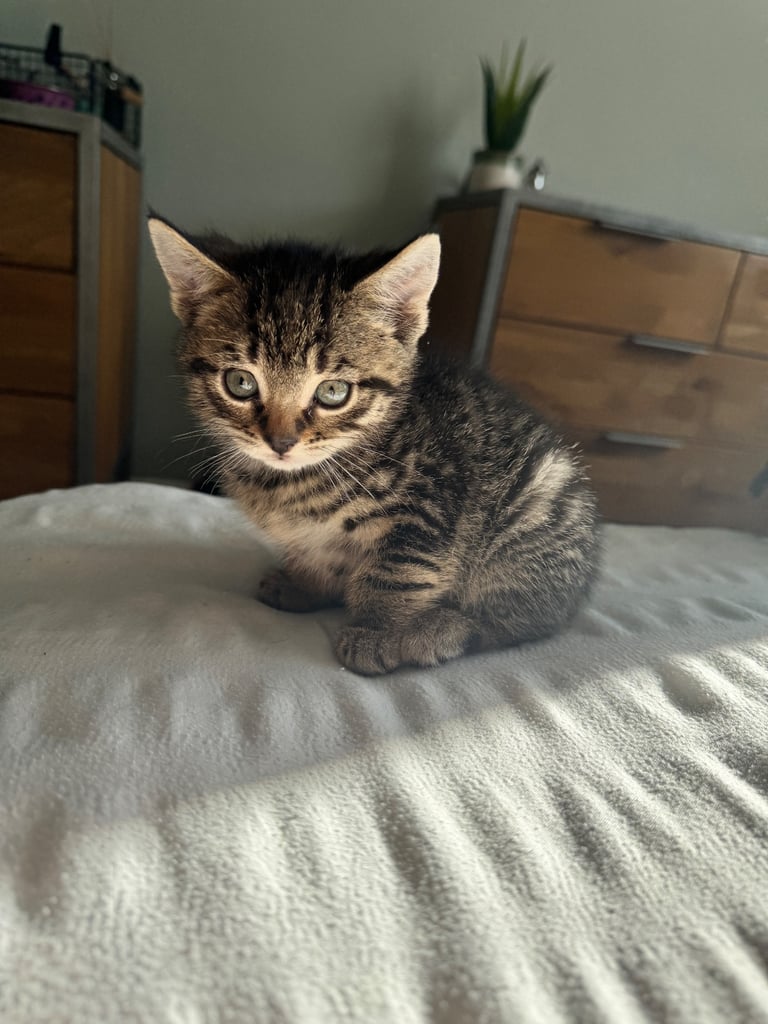 8 week old kittens ready for forever home! 