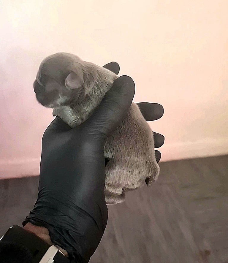 ✨15 Beautiful French Bulldog Puppies ✨