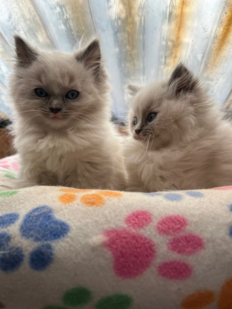 Stunning Lovely Soft Ragdoll kittens