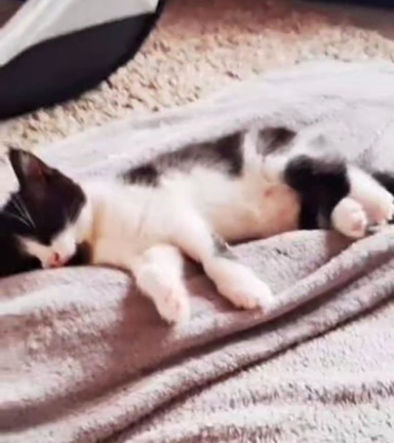 image for Turkish Angoran and Persian Cross white and black - 1 female left available