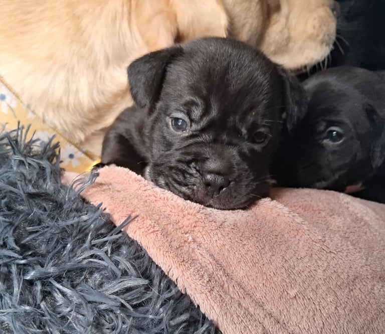 Frenchbulldog cross puppies 5 left 