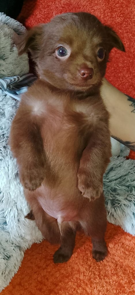 Only 2 left,,, Pure Bred long haired Chocolate Chihuahuas 