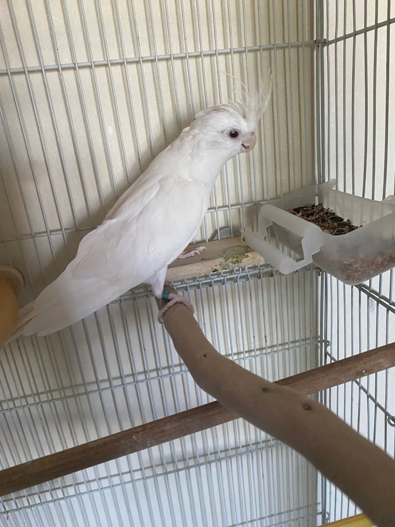 Cockatiel 