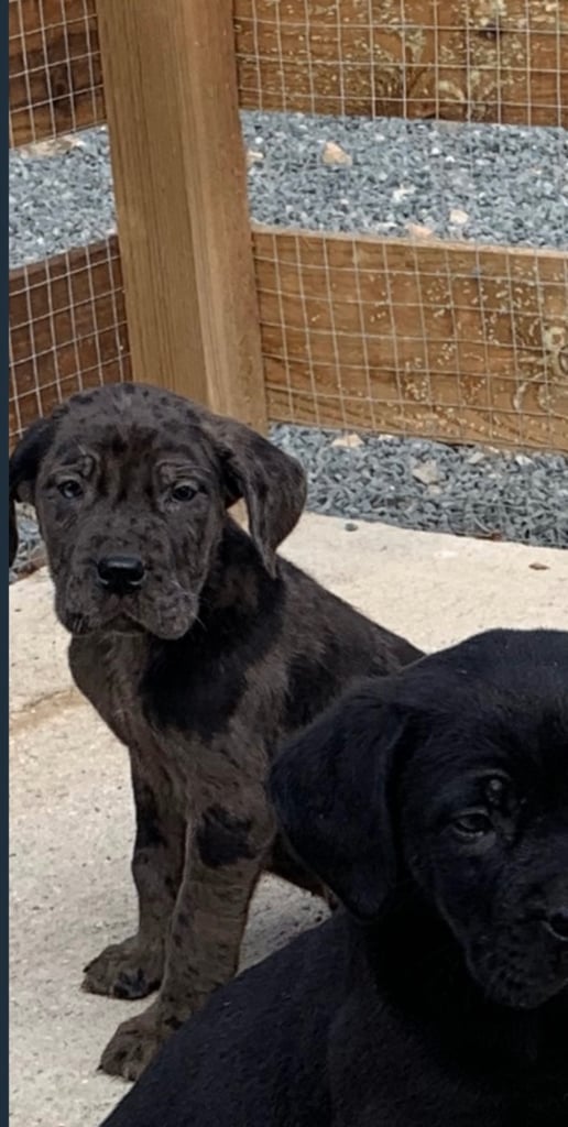 Stunning cane corso puppy (Boy)