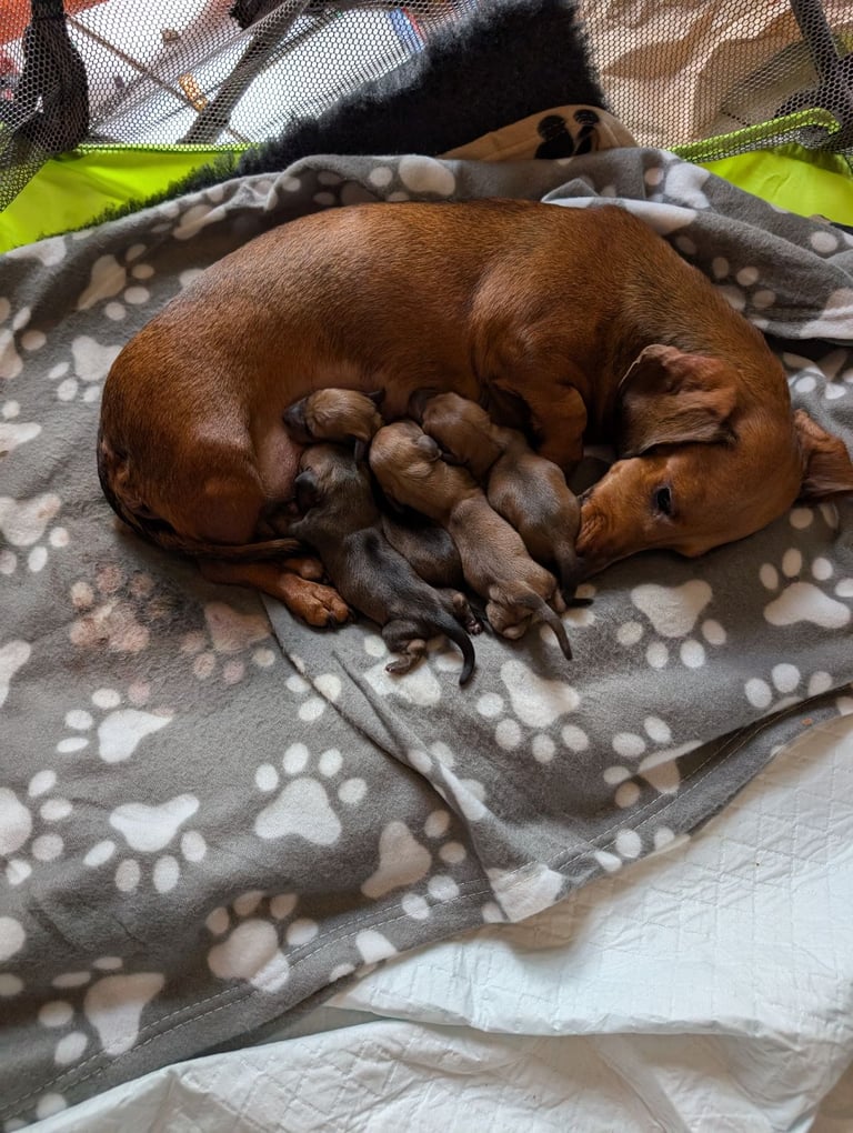Beautiful miniature kc dachshund pups