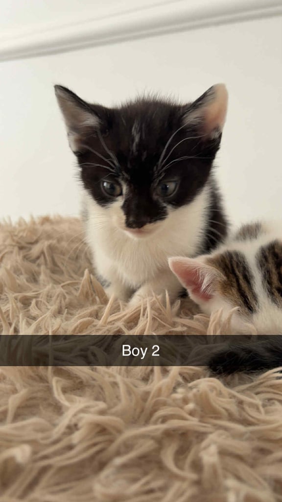 1 kittens 