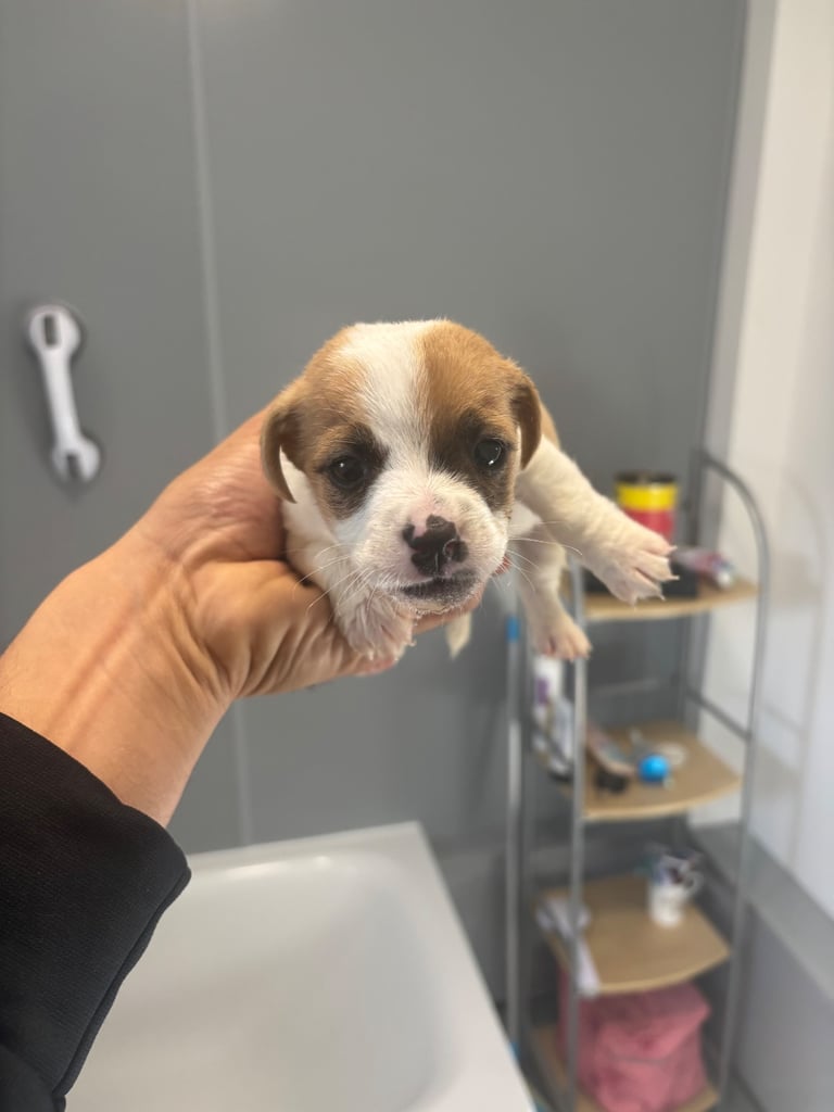 Jack Russel puppies 