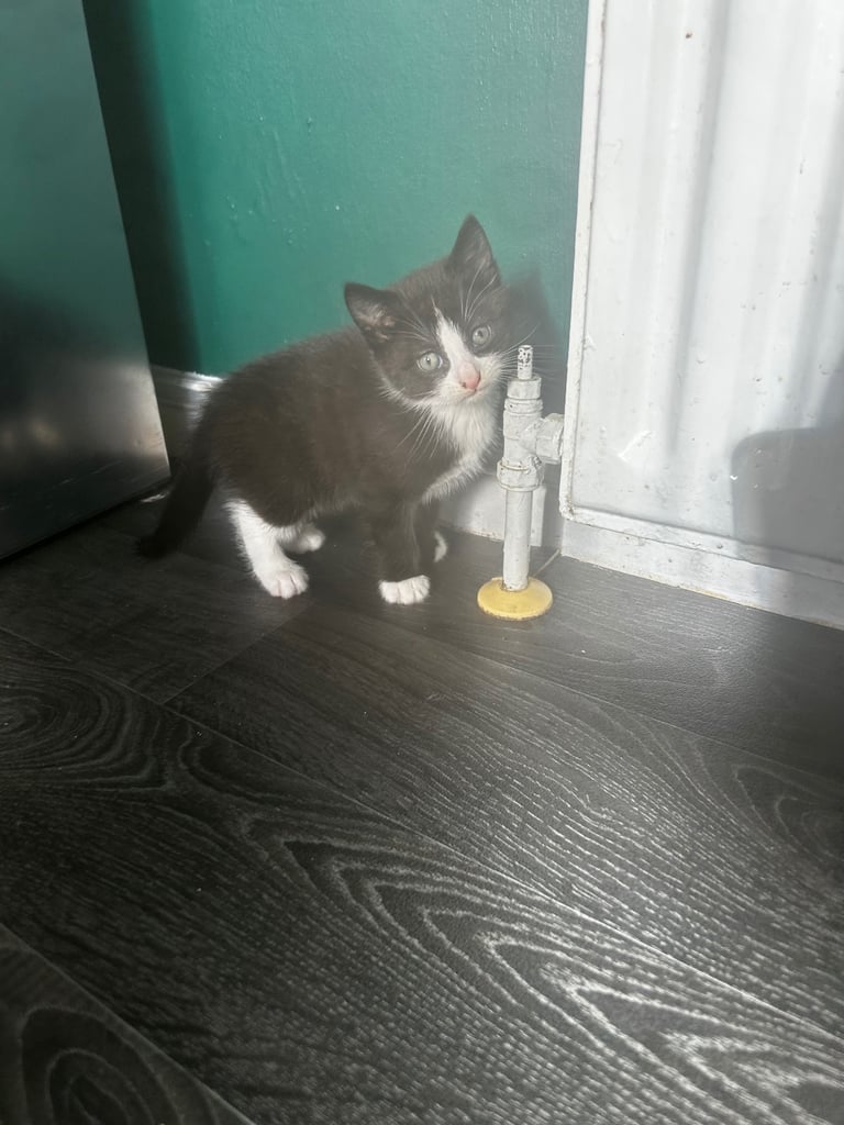 image for Male kitten available 