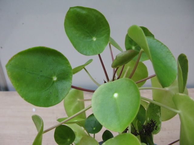 Pilea or Chinese Money Plant