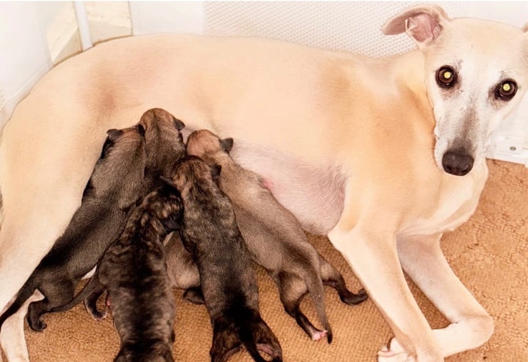 KC Registered Whippet Puppies x1 girl & 2 boys Left Available*