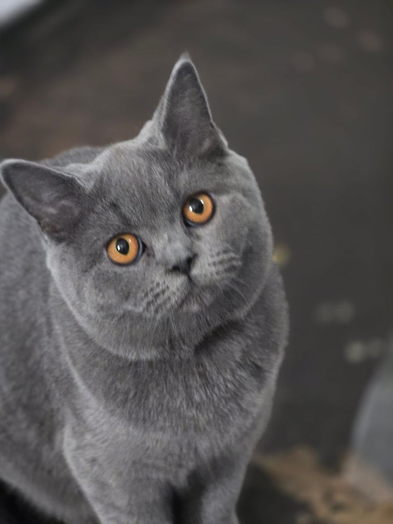 British shorthair kittens 