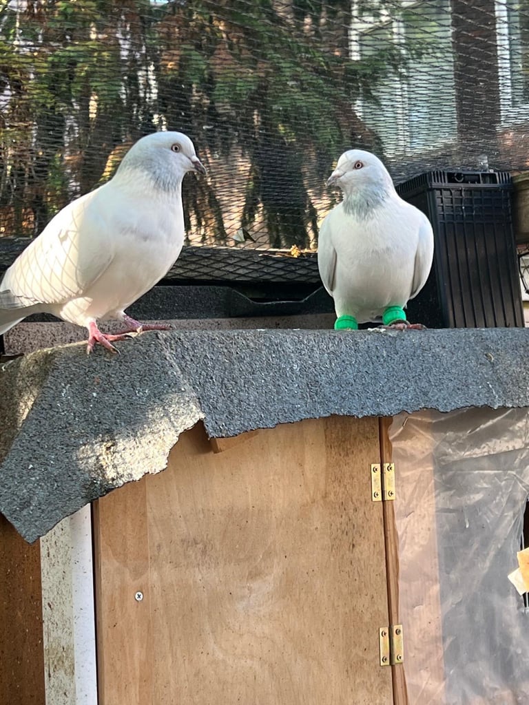 image for Afghan pigeons 