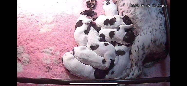 English springer spaniel pups
