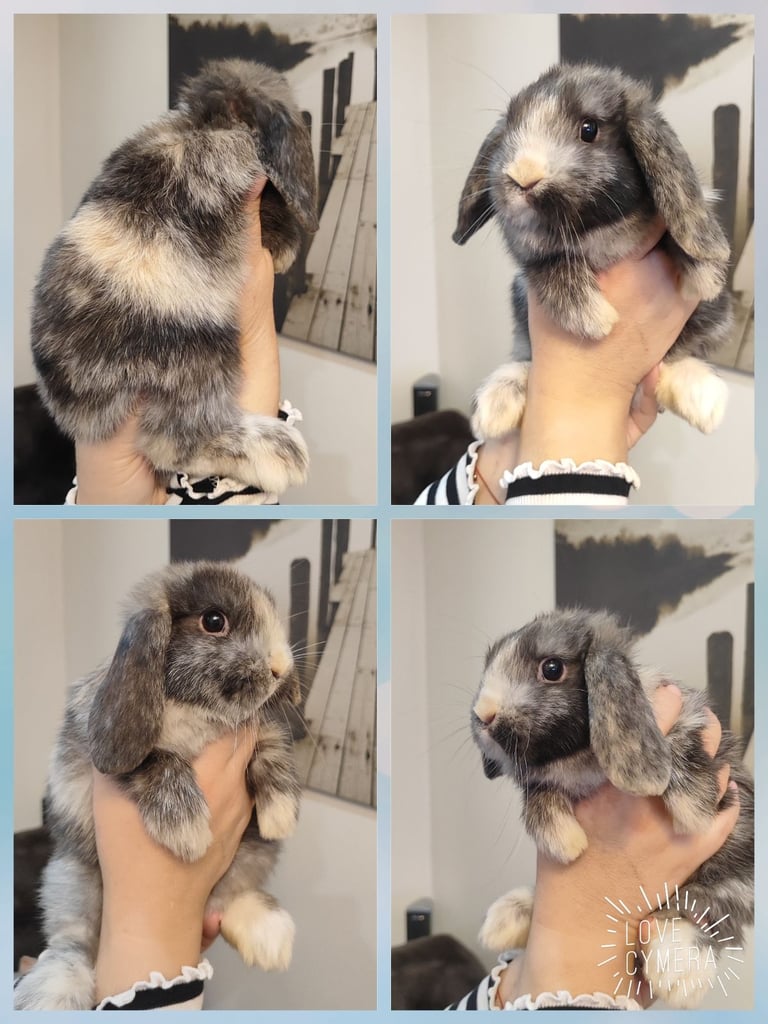 mini lop and mini lop lion head 