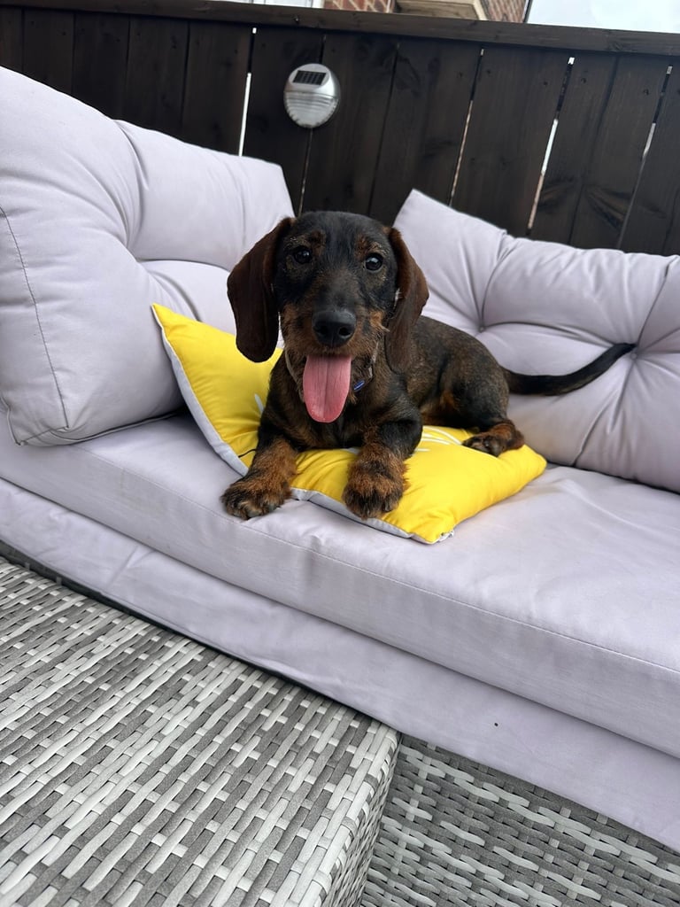 Wire haired daschunds